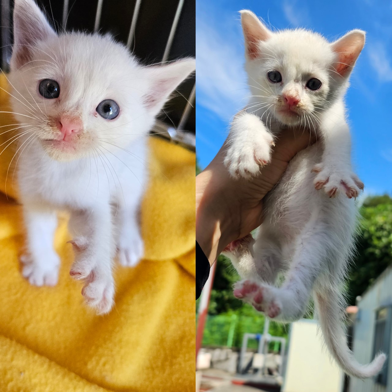 한국 고양이 이미지 파일 입니다.